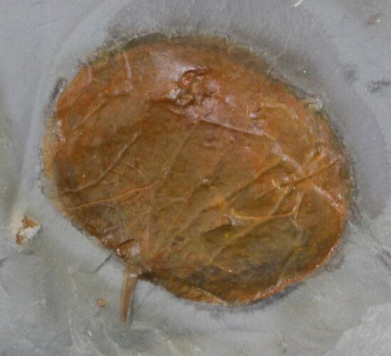Fossil Leaf (Zizyphoides flabellum) - Montana #37202